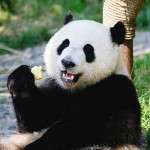 La storia del Panda